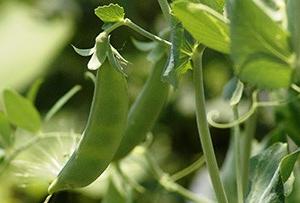 Pea Plants